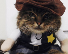 В Мариуполе определили самого милого беспородного кота (ФОТО)