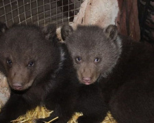 В мариупольском зоопарке впервые показали медвежат, родившихся зимой