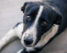 У Маріуполі почали масово труїти собак та кішок – ветклініки заповнені тваринами