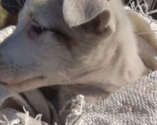 В Мариуполе мужчина намеревался выбросить щенка в мешке