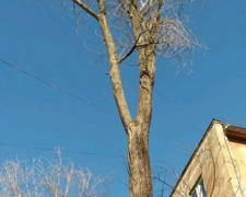 Могло упасть в любую минуту: в Мариуполе спилили сухое дерево возле детсада