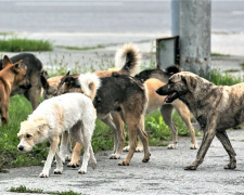 «Страшно гуляти з дітьми» - у Маріуполі на людей нападають зграї собак