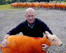 Спасаясь от воров, британец перекрасил овец (ФОТО)