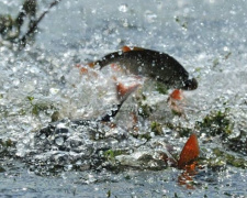 В водоемах Донетчины с апреля запретят ловить рыбу
