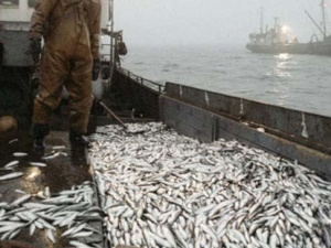 Азовское море теряет рыбный ресурс: экологи предлагают на пять лет запретить промысел в его водах