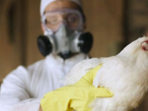 Выявлен первый в мире случай заражения человека птичьим гриппом