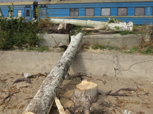 На мариупольском пляже спилены деревья для обеспечения дровами ВСУ (ФОТО)