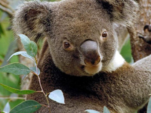 На подушечках собачьих лап разглядели маленьких коал (ФОТО)