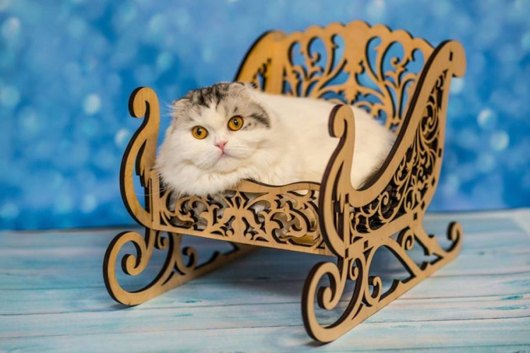 Домик для ежика, санки для кота. Мариупольская зоомебель, которая покоряет мир (ФОТО)