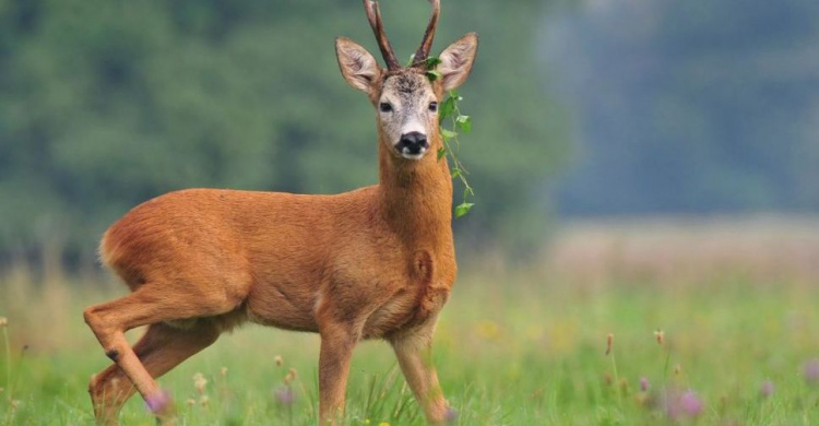 Косуля разгуливает по парку в Мариуполе