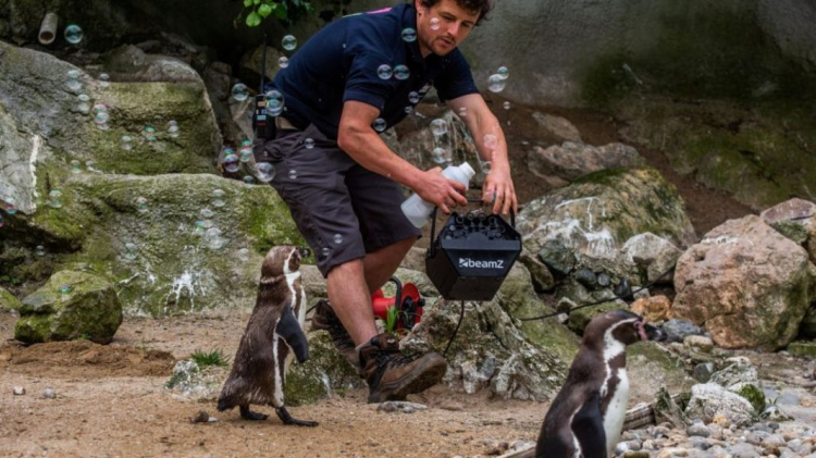 В Британском зоопарке пингвинам подарили машину для мыльных пузырей 