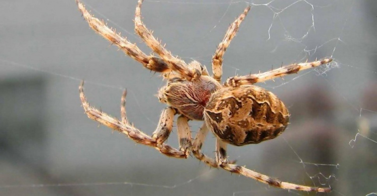 Из-за укуса паука в реанимацию доставили 16-летнюю мариупольчанку