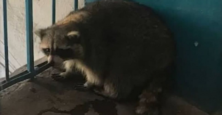 Спрятался в подъезде: енот сбежал из мариупольского зоопарка