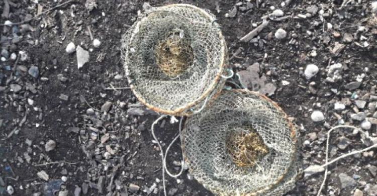 В Мариуполе браконьеры наловили пиленгаса почти на 79 тысяч гривен